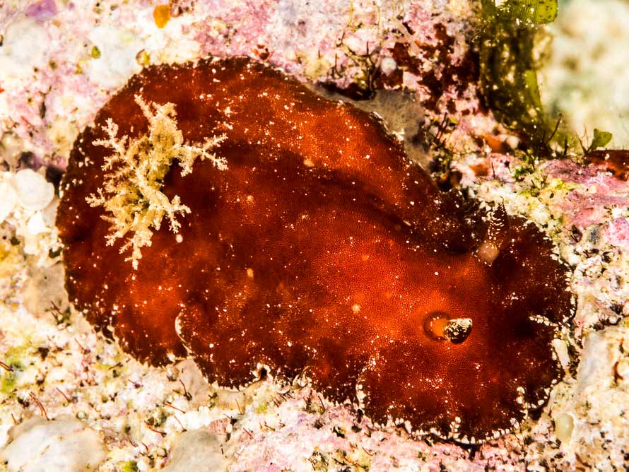 Platydoris sanguinea